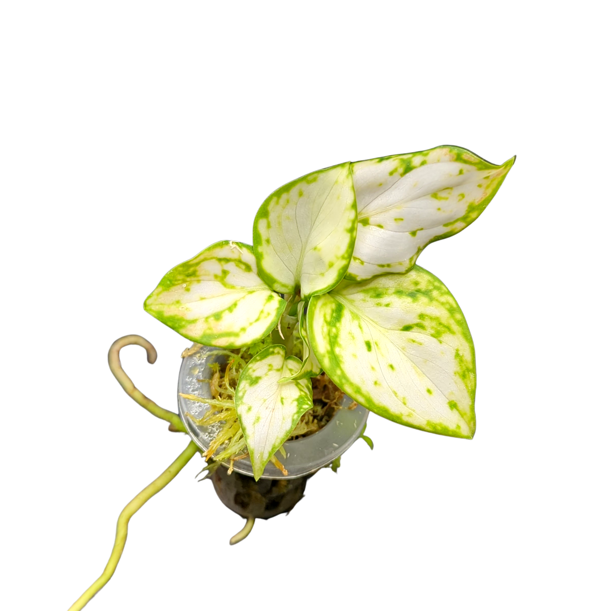 Baby Aglaonema commutatum White Valentine 2